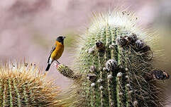 Phrygile à tête noire