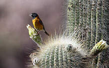 Phrygile à tête noire