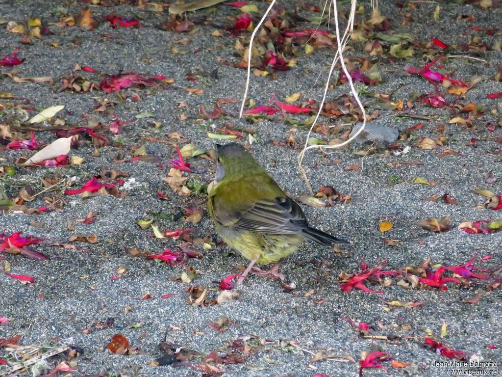 Patagonian Sierra Finch female