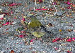 Patagonian Sierra Finch