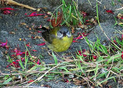 Patagonian Sierra Finch