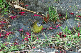 Patagonian Sierra Finch