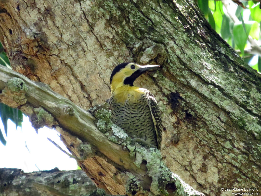 Campo Flicker