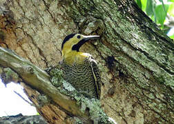 Campo Flicker