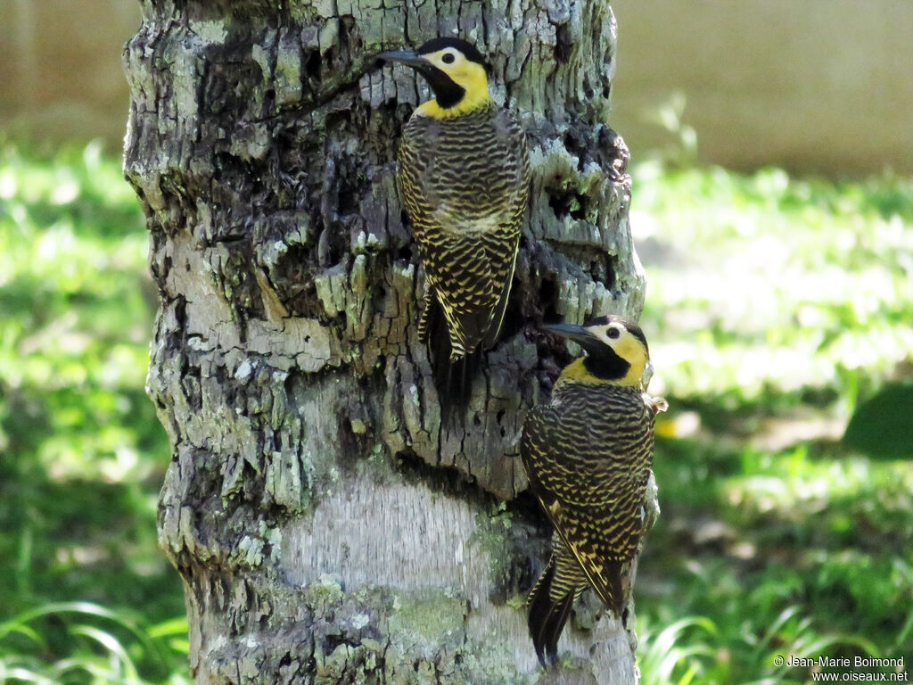 Campo Flicker