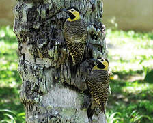 Campo Flicker