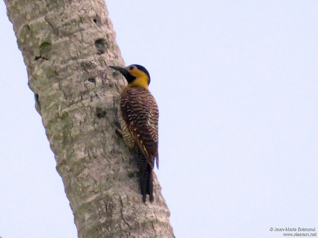 Campo Flicker