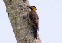 Campo Flicker