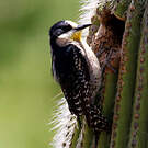 Pic des cactus