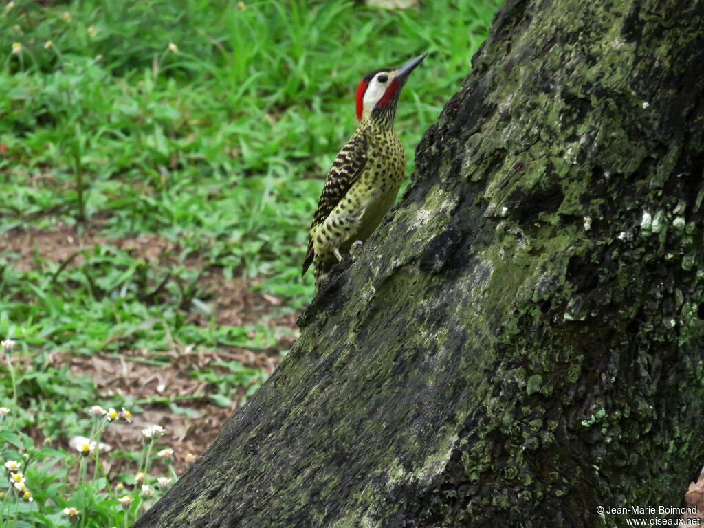 Green-barred Woodpecker