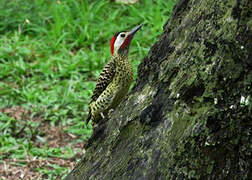 Green-barred Woodpecker