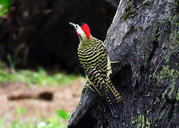 Green-barred Woodpecker