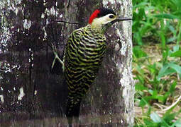 Green-barred Woodpecker