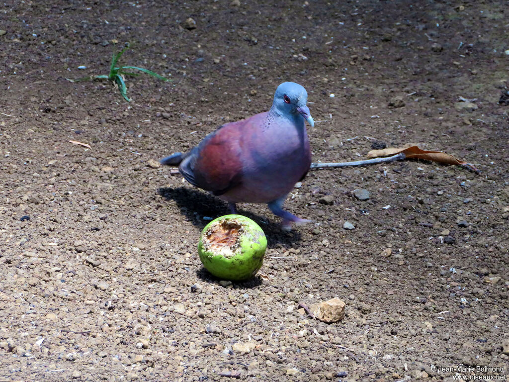 Pigeon de Madagascar