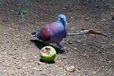 Pigeon de Madagascar