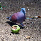 Pigeon de Madagascar
