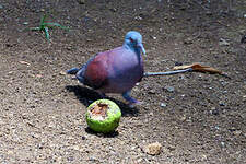 Pigeon de Madagascar