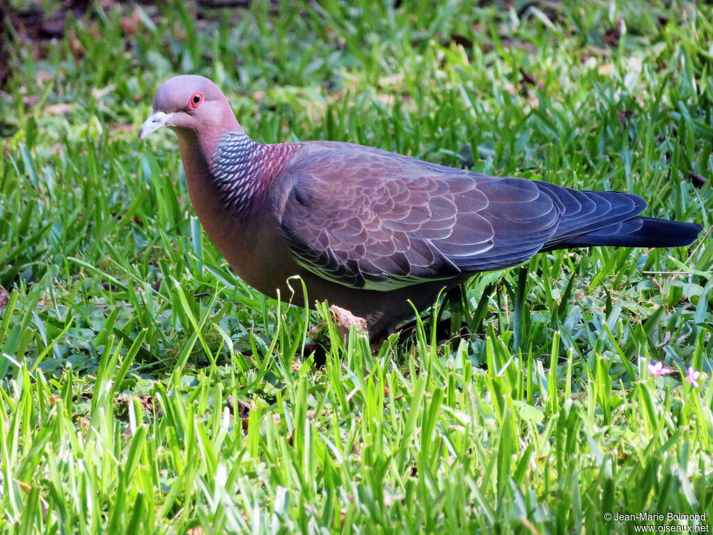 Pigeon picazuro