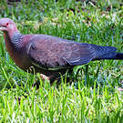 Pigeon picazuro