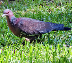 Pigeon picazuro