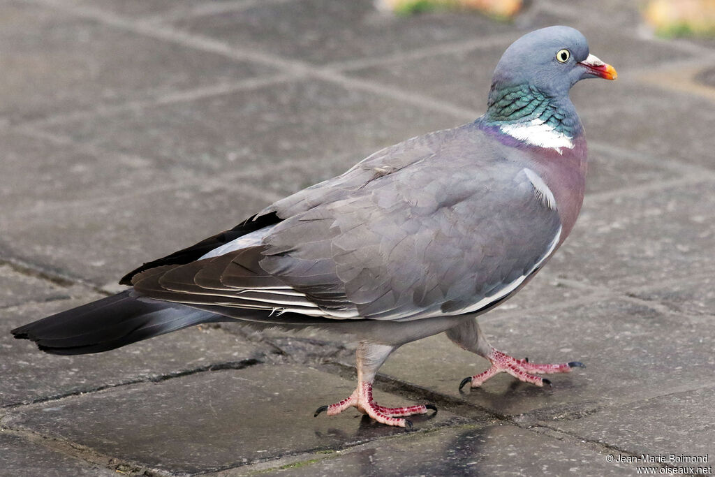 Common Wood Pigeon