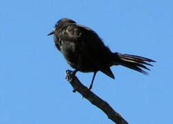 Austral Blackbird