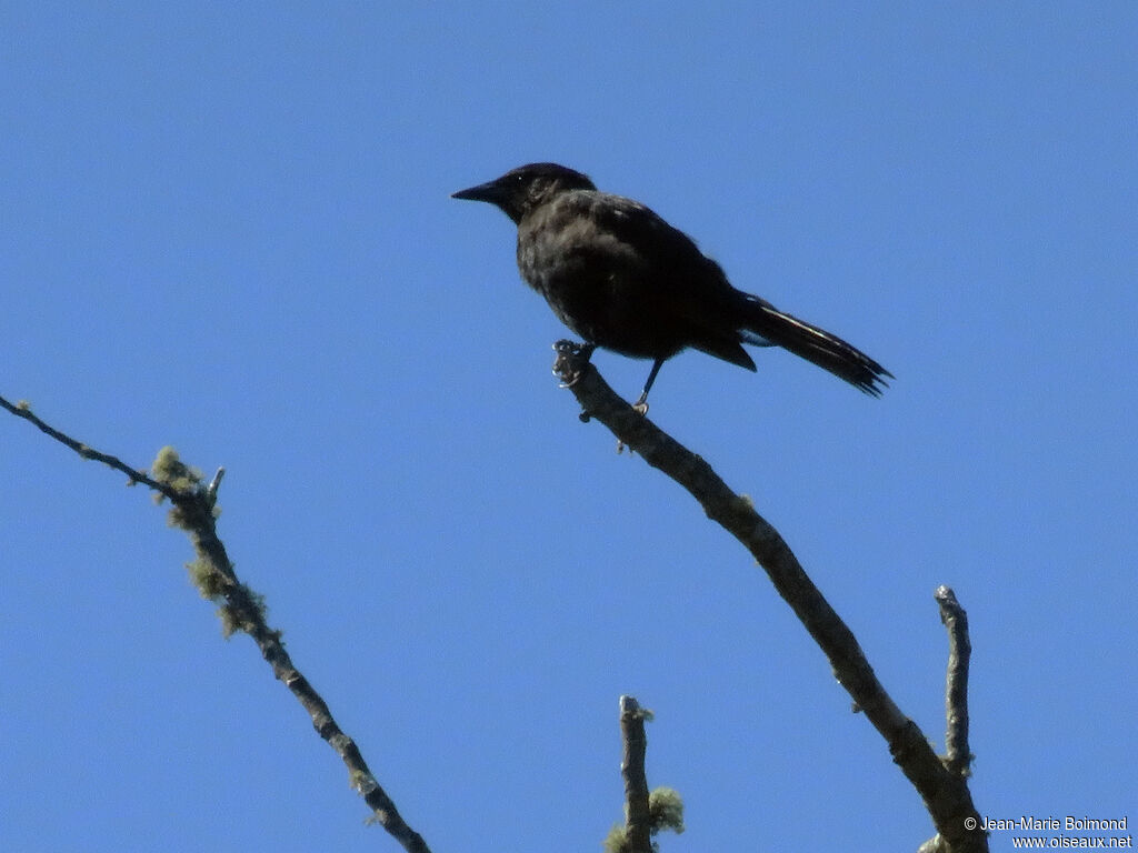 Austral Blackbird