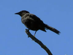 Austral Blackbird