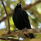Quiscale chopi
