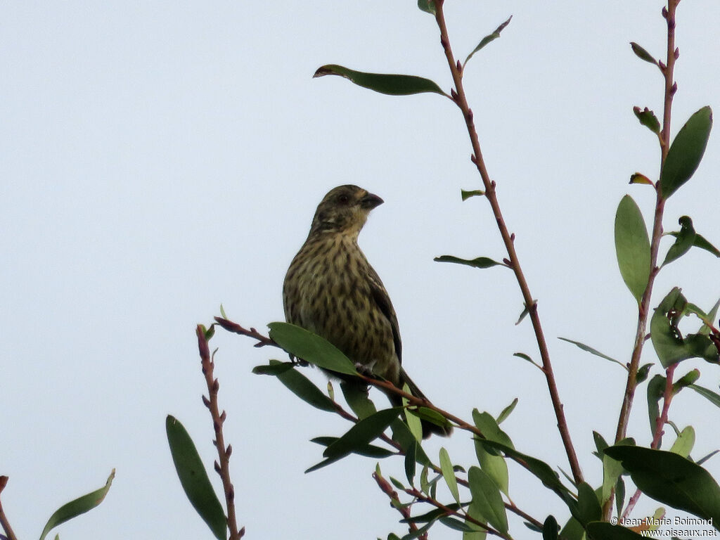 Rufous-tailed Plantcutter female