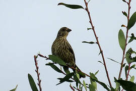 Rufous-tailed Plantcutter