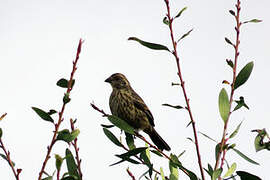 Rufous-tailed Plantcutter