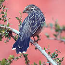 Rara du Paraguay