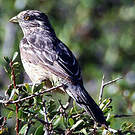 Rara du Paraguay