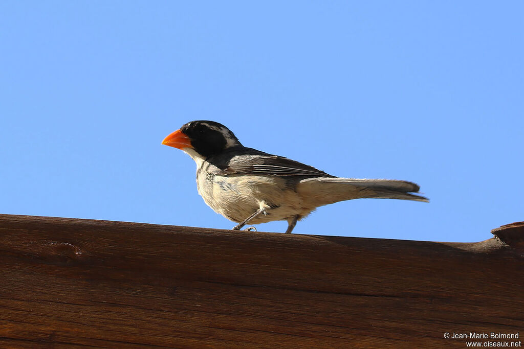Saltator à bec orange