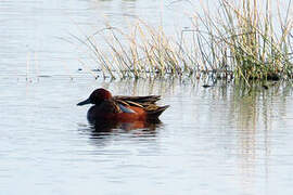 Cinnamon Teal