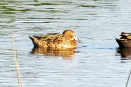 Cinnamon Teal