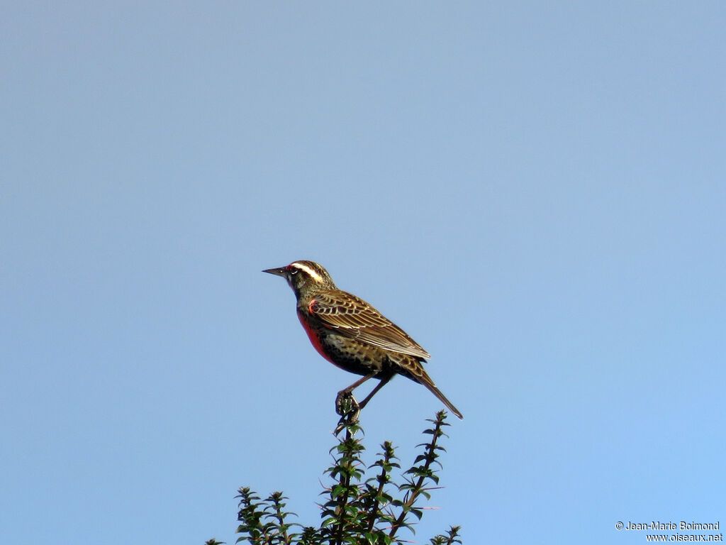 Long-tailed Meadowlark