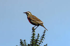 Long-tailed Meadowlark