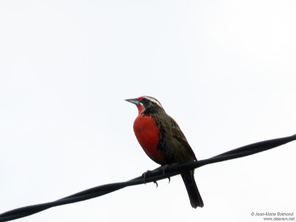 Long-tailed Meadowlark