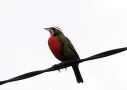 Long-tailed Meadowlark