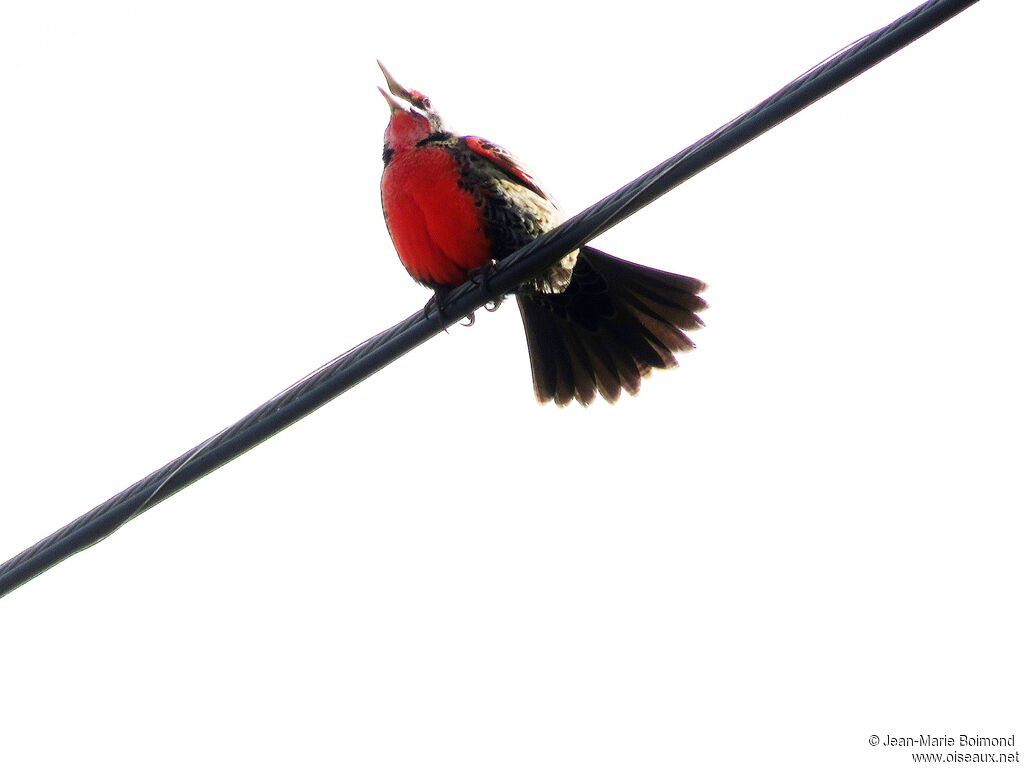 Long-tailed Meadowlark