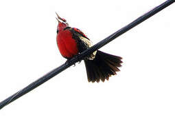 Long-tailed Meadowlark