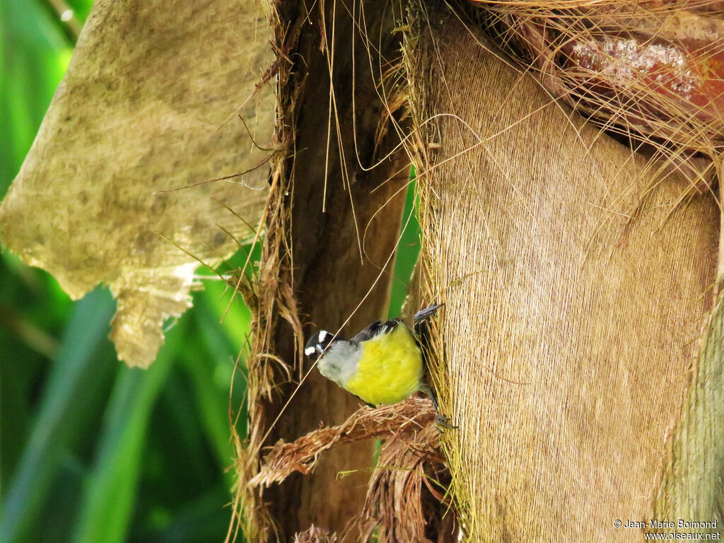 Bananaquit