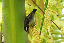 Bananaquit