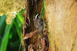 Bananaquit