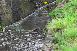 Plain-mantled Tit-Spinetail