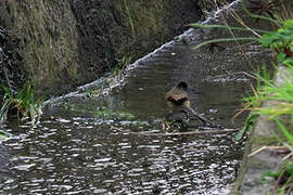 Plain-mantled Tit-Spinetail