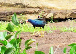 Purple Gallinule