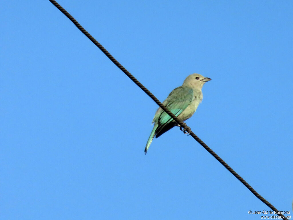 Sayaca Tanager